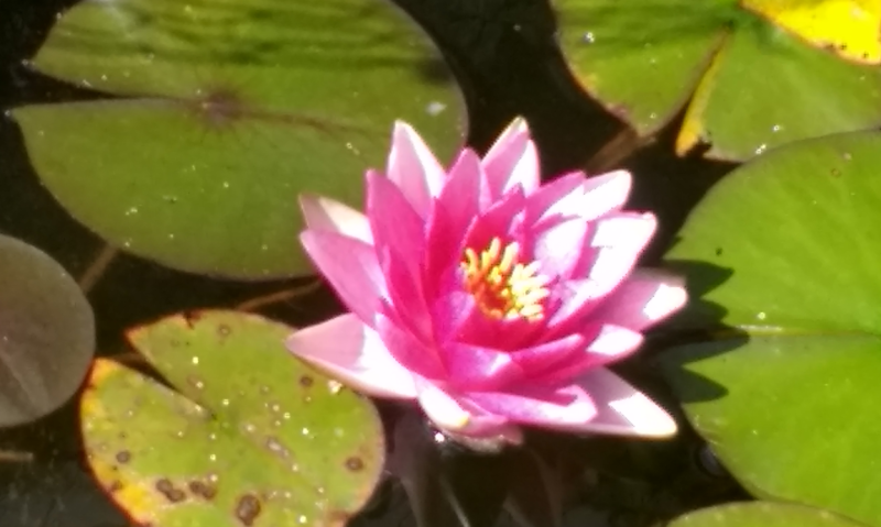 Water lily 800 x 477